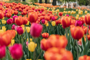 Fototapeta premium Tulips