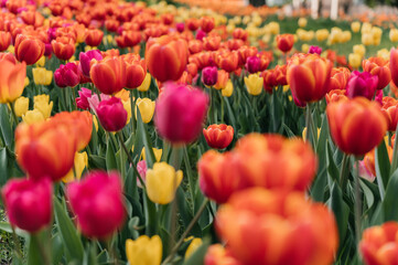 Fototapeta premium Tulips