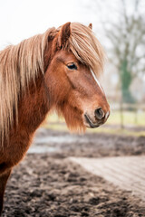 Obraz premium icelandic horse stallion pretty 3 year old 