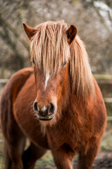icelandic horse stallion pretty 3 year old 