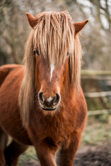 Obraz premium icelandic horse stallion pretty 3 year old 