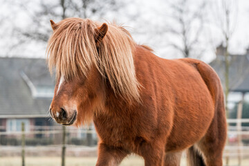 icelandic horse stallion pretty 3 year old 