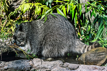 Racoon at watering pool . Latin name - Procyon lotor	