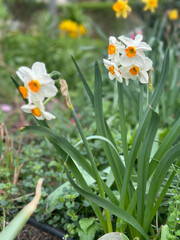 Fototapeta premium Close-up of white daffodils Narcissus Geranium with vibrant orange centers in a lush spring garden. A perfect representation of nature's elegance and the beauty of blooming flowers.