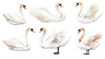 Obraz premium Elegant Watercolor Swans Illustration