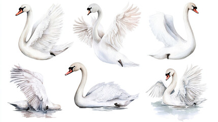 Obraz premium Elegant Watercolor Swans Collection