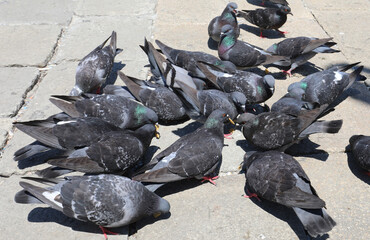 group of pigeons in the square as they peck at the bread crumbs thrown by tourists