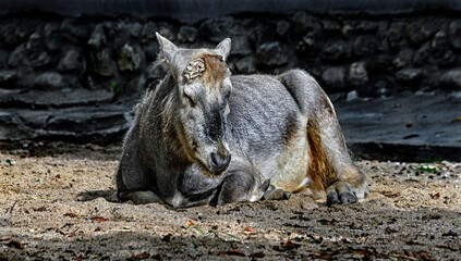 Pere David`s deer. Latin name - Elaphurus davidianus. These animals are exterminated in the...