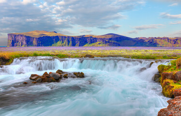 Iceland blooming Icelandic purple lupin flower field,  Cornered (angular) mountains formations in...