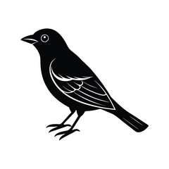 Fototapeta premium A vector silhouette o summer tanager