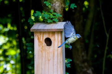 a blue tit flies out of the nest box with its wings spread out in sunlight