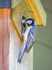 a great tit at the birdhouse feeds the offspring