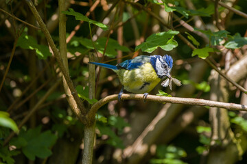 a blue tit on a branch with a grey large moth in its beak