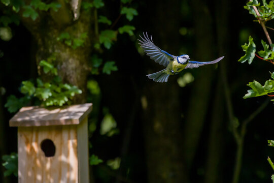 a blue tit flies out of the nest box with its wings spread out in sunlight