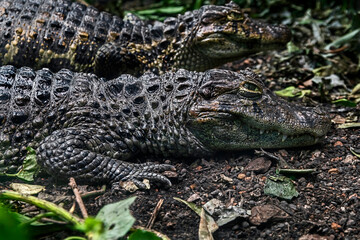 Broad-snouted caiman. Latin name - Caiman latirostris	