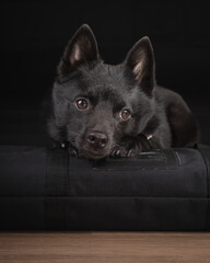 portrait of a black dog