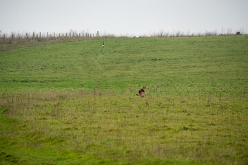alsatian bitch losing a chase with a wild Roe deer Capreolus capreolus