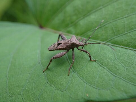 Acanthocephala terminalis is a species of leaf-footed bug in the family Coreidae