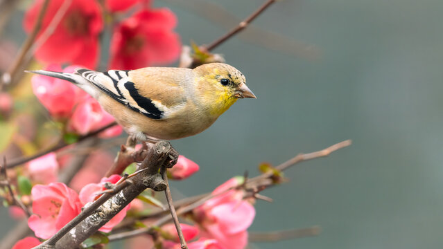 An American goldfinch perched on a flowering quince branch.