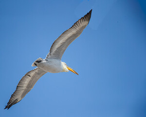 Fototapeta premium A Pelican