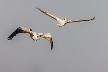 A pair of pelican