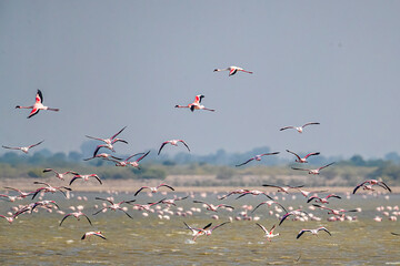 A flock of great flamingo