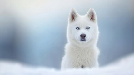 Obraz premium A dog sledding adventure in the Canadian Arctic, white landscapes stretching endlessly, thrilling 