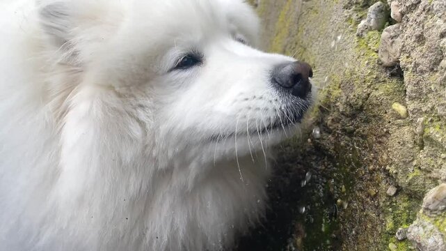 Video of a Samoyed dog drinking water from a stream on a stone wall during the day outdoors