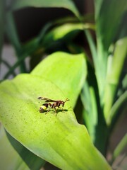 Bee on a leaf
