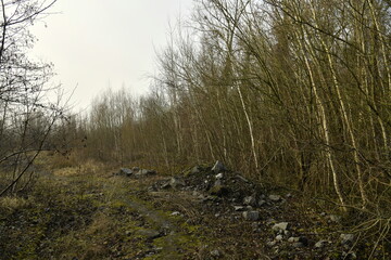 Végétation sauvage sur l'ancien site des carrières de pierres bleues à Écaussinnes d'Enghien 