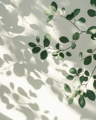 Minimalist Leaf Shadows on White Wall for Product Presentation Backgrounds