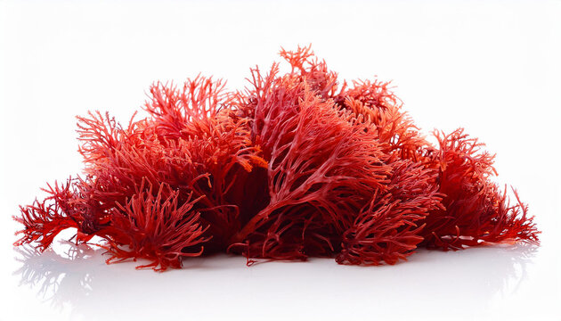 red algae with white background