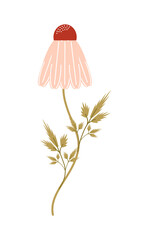 The flower plant is a chamomile with long petals