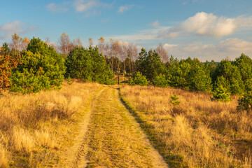 Glade road in the middle of the forest. Autumn colors. Pomerania, Poland.