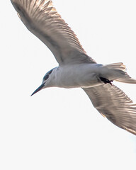 A Tern