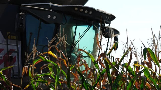 Harvesting corn crop field.