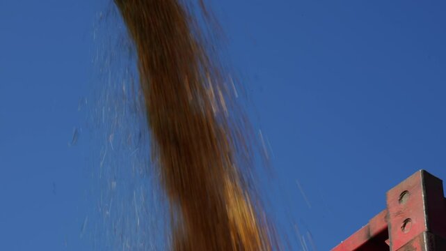 Combine loading wheat grain in truck 