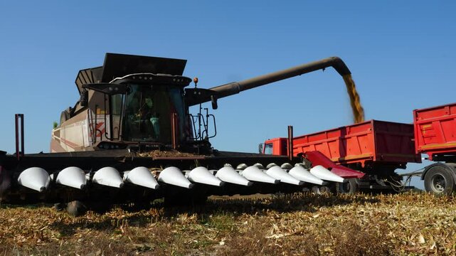 Combine loading wheat grain in truck 