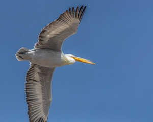 A Pelican