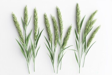 Fototapeta premium Tall Meadow Grass Isolated on White Background for Design Projects