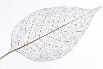 Obraz premium Tropical Green Leaf Isolated on White Background for Natural Beauty and Botanical Inspiration