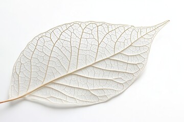 Obraz premium Tropical Green Leaf Isolated on White Background for Natural Beauty and Botanical Inspiration
