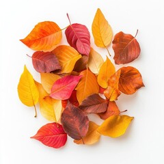 Fototapeta premium Vibrant Autumn Leaves Composition with Warm Tones on Clean White Background