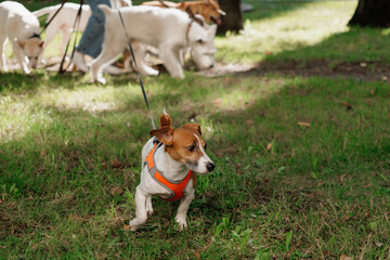 Jack Russell Terrier dog in park on walk with his owner on leash. walking and training of pets during daytime. beautiful little terrier on background of green lawn in public park. animal care 