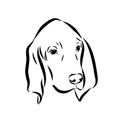 Porcelaine dog isolated on white background. Hand drawn dog breed vector sketch.