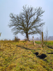 Samotny, bezlistny dąb na łące w zimowy, bezśnieżny poranek. Ziemia pokryta jest suchą, brązową trawą. Jest lekka mgła przysłaniająca zanajdujące się w oddali drzewa. © boguslavus
