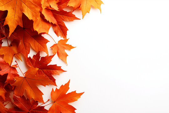 Vibrant orange maple leaves scattered on white background, showcasing beauty of autumn foliage. rich colors evoke sense of warmth and seasonal change
