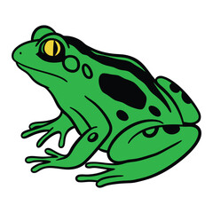 A green frog on white background