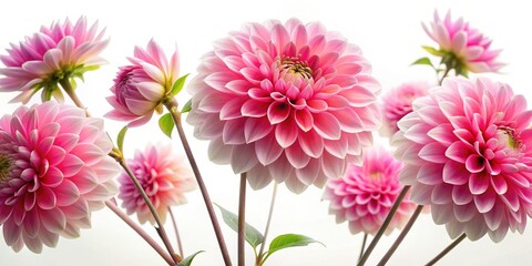 Isolated pink dahlia, long exposure photography, showcasing its delicate petals on a pure white background.