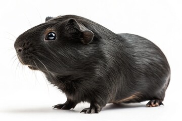 black-guinea-pig isolated on white background